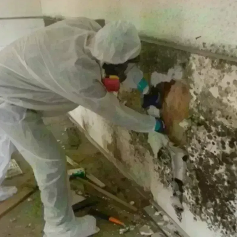 Mold Remediation and Removal in Hamilton County, TX